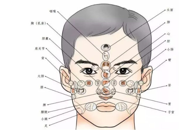 臉部長痘對應五臟的圖